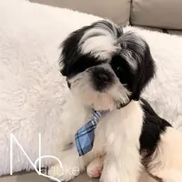 Black/White, a male Shih Tzu for sale in Marion, MA – Photo 4 of 6