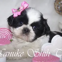 Black/White, a male Shih Tzu for sale in Marion, MA – Photo 2 of 6