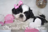 Black/White, a male Shih Tzu for sale in Marion, MA – Photo 2 of 6