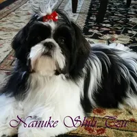 Black/White, a male Shih Tzu for sale in Marion, MA – Photo 5 of 6