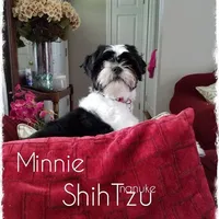Black/White, a male Shih Tzu for sale in Marion, MA – Photo 3 of 6