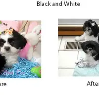 Black/White, a male Shih Tzu for sale in Marion, MA – Photo 1 of 6