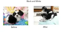 Black/White, a male Shih Tzu for sale in Marion, MA – Photo 1 of 6