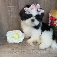 Black/White, a male Shih Tzu for sale in Marion, MA – Photo 6 of 6