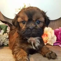 Red, a male Shih Tzu for sale in Marion, MA – Photo 6 of 6