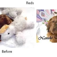 Red, a male Shih Tzu for sale in Marion, MA – Photo 1 of 6