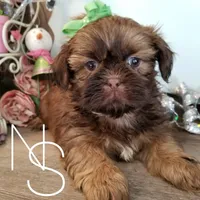 Red, a male Shih Tzu for sale in Marion, MA – Photo 4 of 6