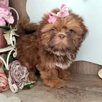 Red, a male Shih Tzu for sale in Marion, MA – Photo 3 of 6