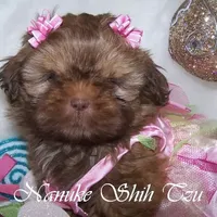 Red, a male Shih Tzu for sale in Marion, MA – Photo 2 of 6