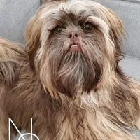 Red, a male Shih Tzu for sale in Marion, MA – Photo 5 of 6