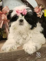 Donella G1 , a female Shih Tzu for sale in Marion, MA – 2 of 2
