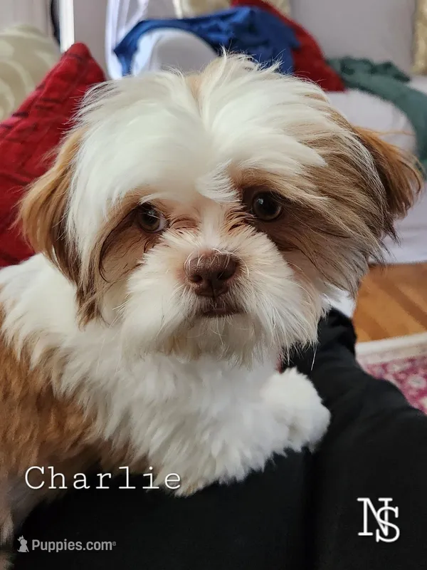 DelunaB1 – Shih Tzu puppy for sale in Marion, MA