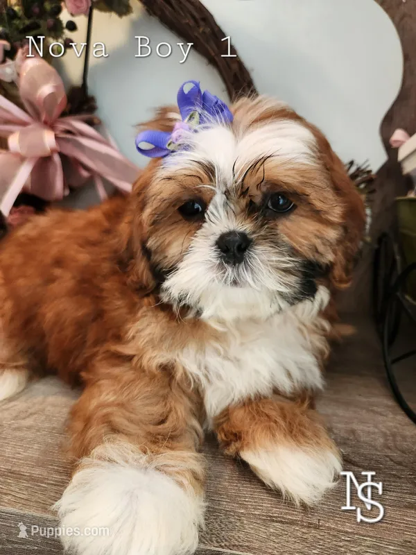 Nova Boy1 – Shih Tzu puppy for sale in Marion, MA