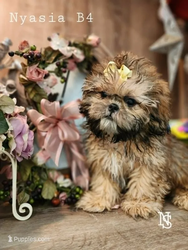 Nyasia Boy4 – Shih Tzu puppy for sale in Marion, MA