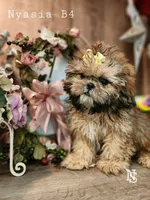 Nyasia Boy4, a male Shih Tzu for sale in Marion, MA – 1 of 1