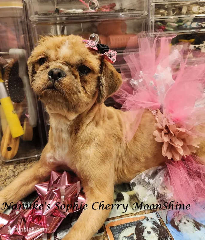 Sophie – Shih Tzu puppy for sale in Marion, MA