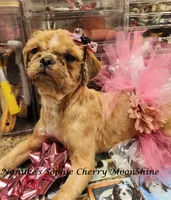 Sophie, a female Shih Tzu for sale in Marion, MA – 1 of 3