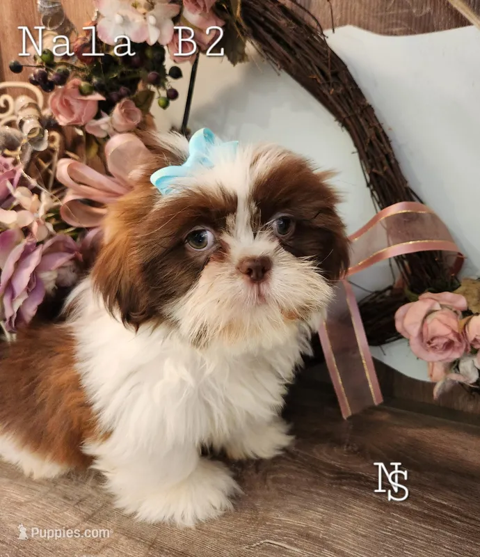 Nala Boy 2 – Shih Tzu puppy for sale in Marion, MA