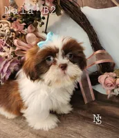 Nala Boy 2, a male Shih Tzu for sale in Marion, MA – 1 of 1