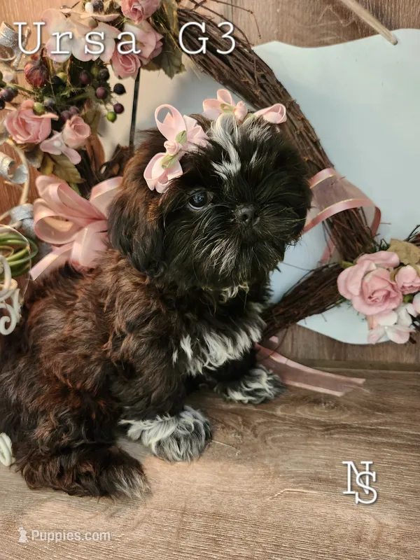 Ursa Girl 3 – Shih Tzu puppy for sale in Marion, MA