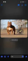 Piper, a female American Bully for sale in Lake Charles, LA – Photo 2 of 2