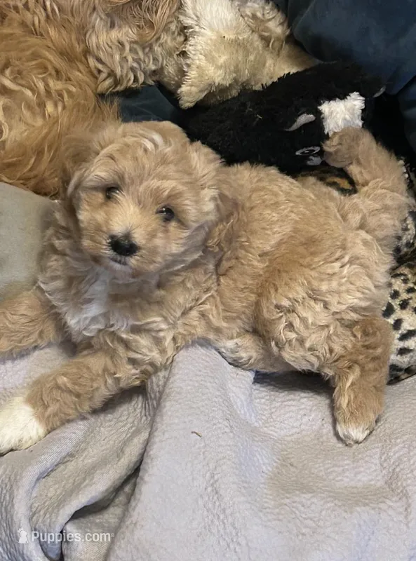 No name , a female Bichon Frise and Goldendoodle for sale in Saint Cloud, FL – Photo 1 of 2