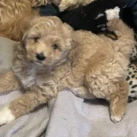 Female 1, a female Bichon Frise and Goldendoodle for sale in Saint Cloud, FL – Photo 2 of 2