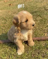 Female 1, a female Bichon Frise and Goldendoodle for sale in Saint Cloud, FL – Photo 1 of 2