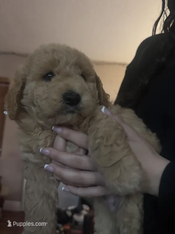Yoshi, a male Bichon Frise and Goldendoodle for sale in Saint Cloud, FL – Photo 1 of 1