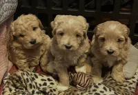 Puppies, a female Bichon Frise and Goldendoodle for sale in Saint Cloud, FL – Photo 1 of 3
