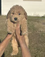 Puppies, a female Bichon Frise and Goldendoodle for sale in Saint Cloud, FL – Photo 3 of 3