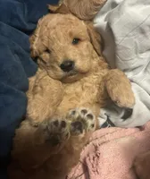 Puppies, a female Bichon Frise and Goldendoodle for sale in Saint Cloud, FL – Photo 2 of 3