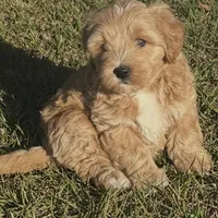 Female 2, a female Bichon Frise and Goldendoodle for sale in Saint Cloud, FL – Photo 1 of 2