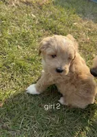 Female 2, a female Bichon Frise and Goldendoodle for sale in Saint Cloud, FL – Photo 2 of 2
