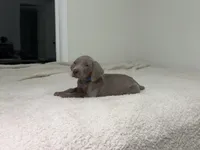 processed/714e5562-cda8-41e9-b76a-f1b0eb351b8f/listing/86d6ec53-4282-4c2b-af6b-c725de947c71/274eb4e5-787b-410c-870d-decafd04436e