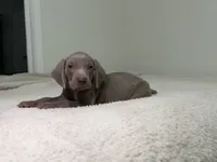 processed/714e5562-cda8-41e9-b76a-f1b0eb351b8f/listing/86d6ec53-4282-4c2b-af6b-c725de947c71/4d9f7118-c606-464e-9a08-c8aafdfe35cc