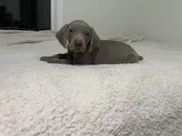 processed/714e5562-cda8-41e9-b76a-f1b0eb351b8f/listing/86d6ec53-4282-4c2b-af6b-c725de947c71/c563cb50-8bde-4914-a07a-ee56a0b5f1ae