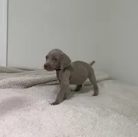 processed/714e5562-cda8-41e9-b76a-f1b0eb351b8f/listing/b03809ce-ee18-4f46-b041-ce5c4e26bc9b/1c606288-b4d1-4581-aad7-d80c1452e7a7