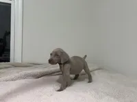 processed/714e5562-cda8-41e9-b76a-f1b0eb351b8f/listing/b03809ce-ee18-4f46-b041-ce5c4e26bc9b/72c17325-03c3-48ae-a791-1f163def7ab0