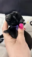 Purple collar , a female Pug for sale in Elgin, IL – 2 of 2