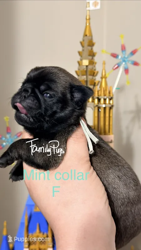 Minty – Pug puppy for sale in Elgin, IL