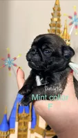 Minty, a female Pug for sale in Elgin, IL – 2 of 4