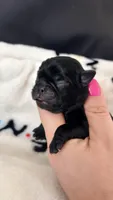 White collar , a female Pug for sale in Elgin, IL – 2 of 2