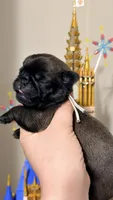 Minty, a female Pug for sale in Elgin, IL – 4 of 4
