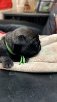 Buzz, a male Pug for sale in Elgin, IL – 2 of 3
