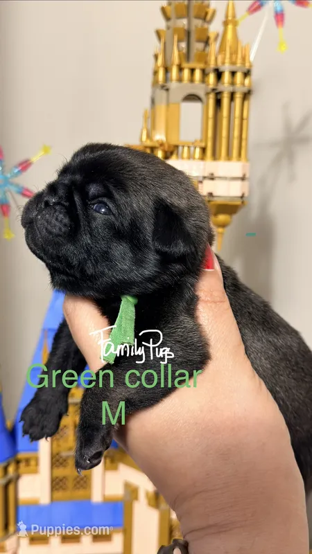 Buzz – Pug puppy for sale in Elgin, IL
