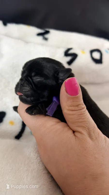 Purple collar  – Pug puppy for sale in Elgin, IL