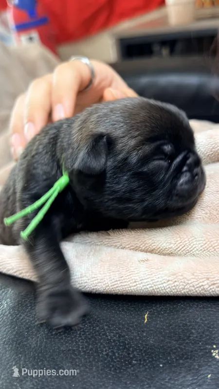 Buzz – Pug puppy for sale in Elgin, IL