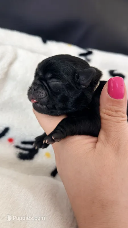 White collar  – Pug puppy for sale in Elgin, IL