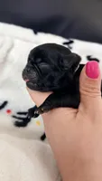 White collar , a female Pug for sale in Elgin, IL – 1 of 2